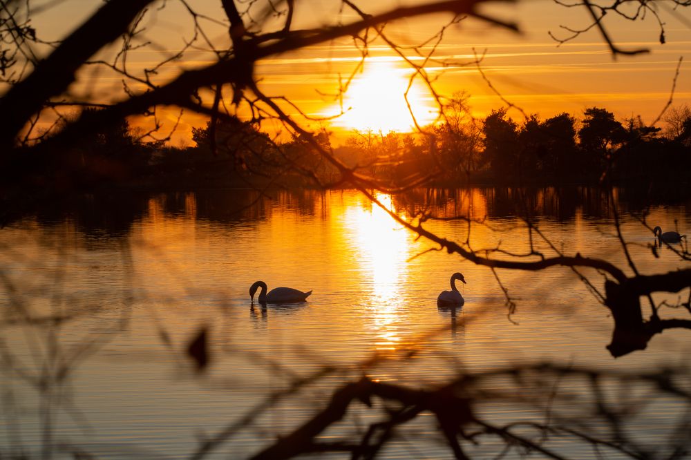 Фотография автора diana van hoof