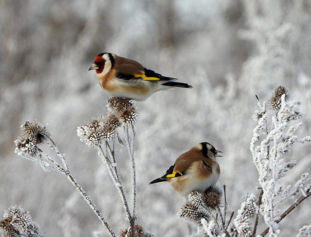 Щеглы. Goldfinches.