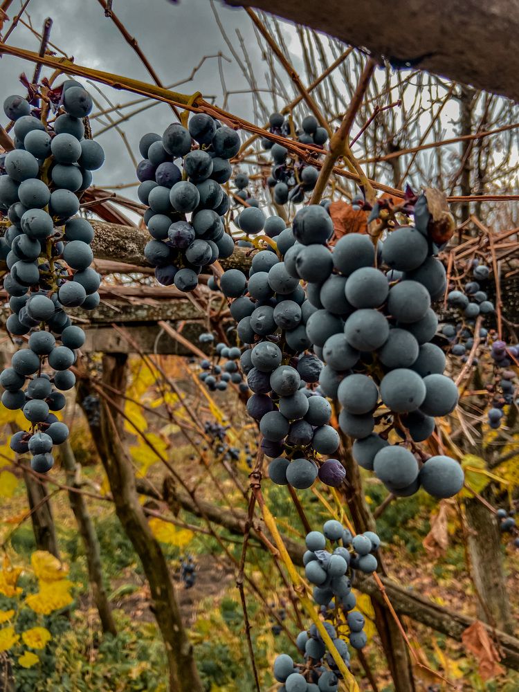 Photograph by Анна