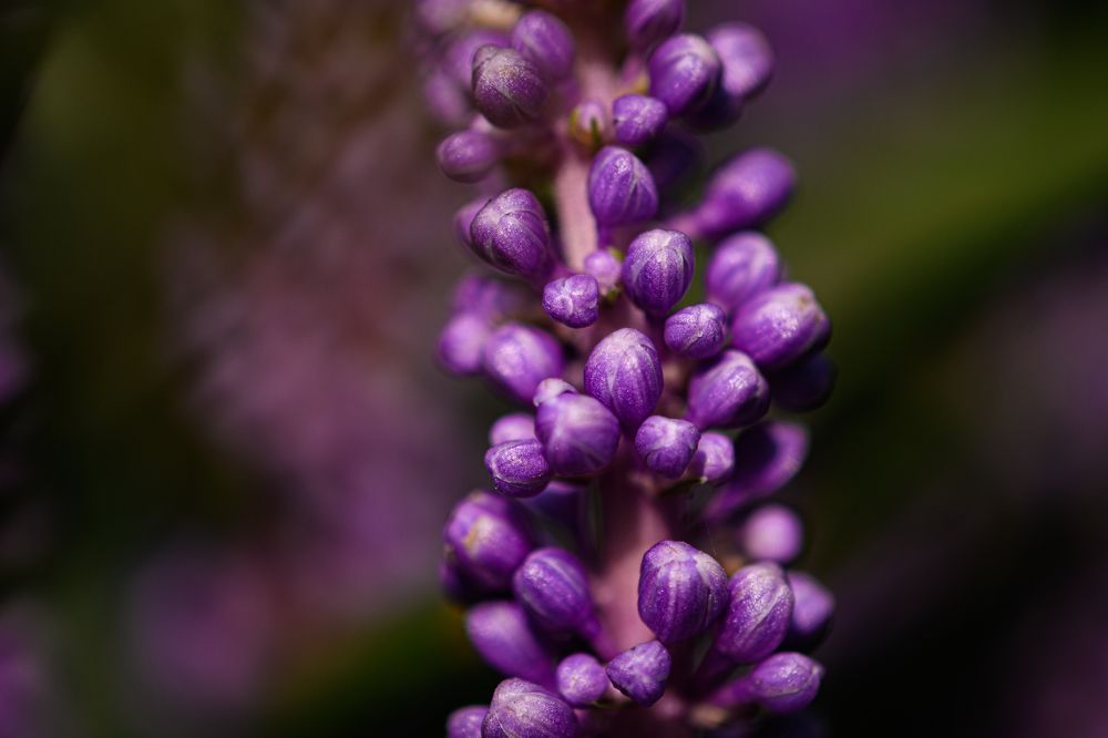 Photograph by Anja Jansen