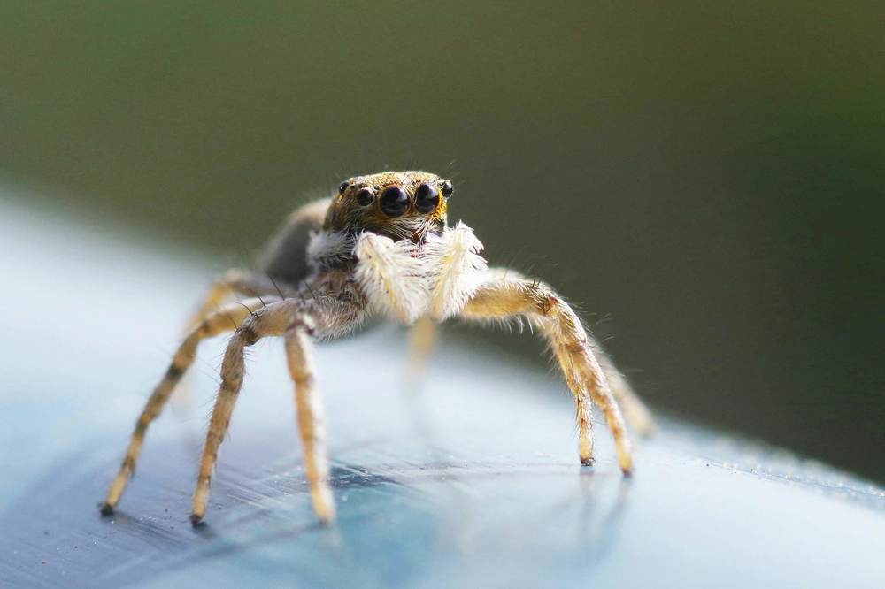 Photograph by Maurizio