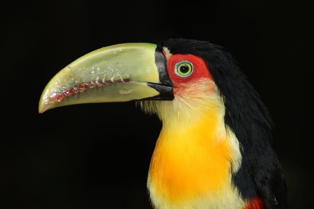 Toucan