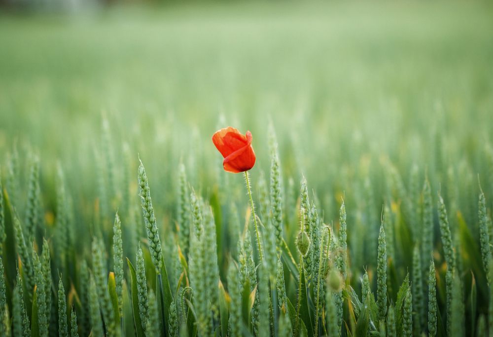 Photograph by Малика Маткарим