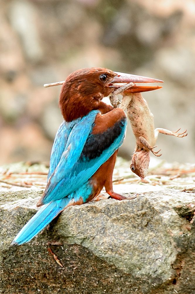 Photograph by LAHIRU GURUGE