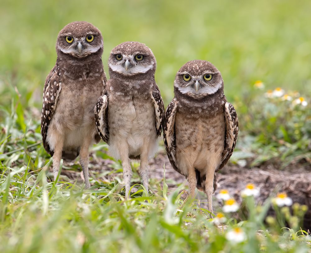 Сычики - Burrowing Owlet