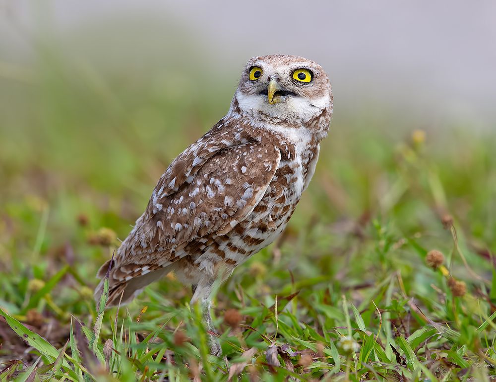 Burrowing Owl
