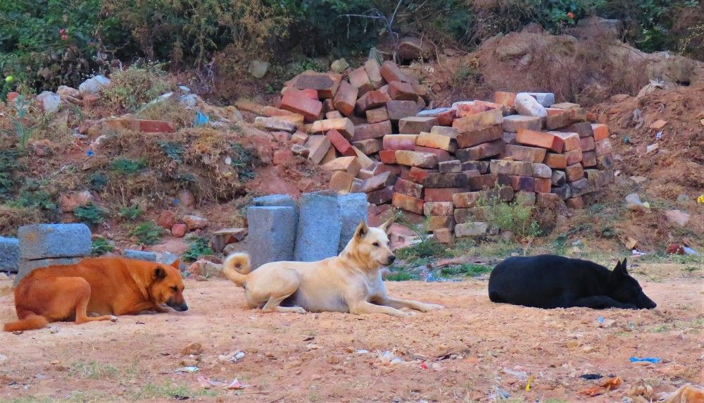 3 stray dogs of different colors sitting adjacently