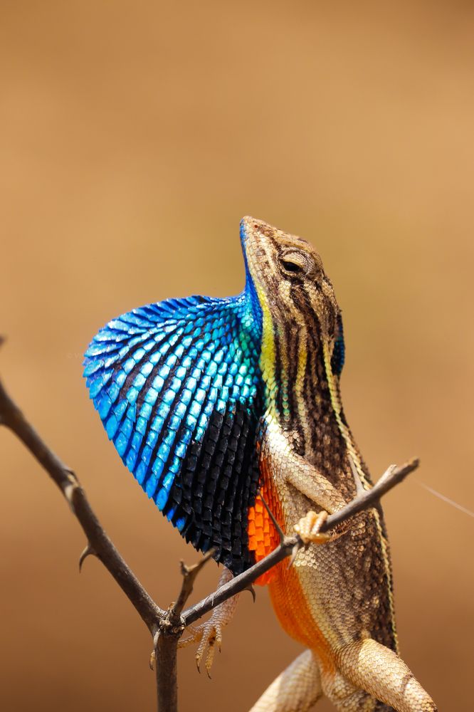 Nature has its own colors