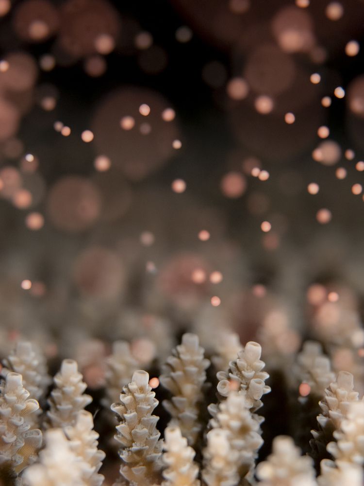 Photograph by Miura Erika