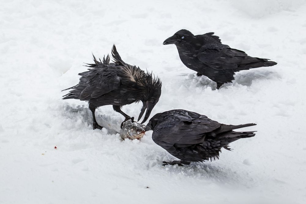 Фотография автора Дмитрий Уткин