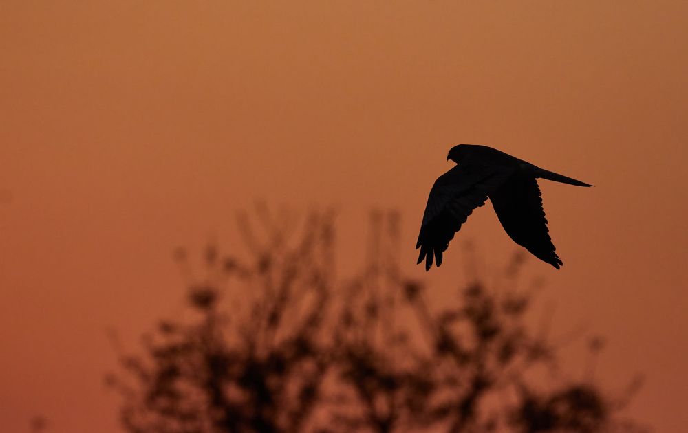 Photograph by Suryakant Sajjan