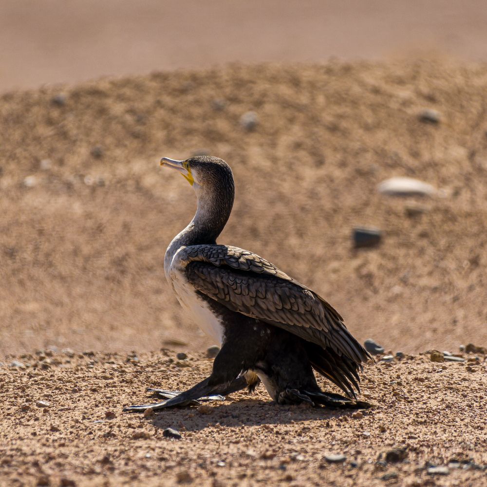 Photograph by Mutasim AL-Bulushi