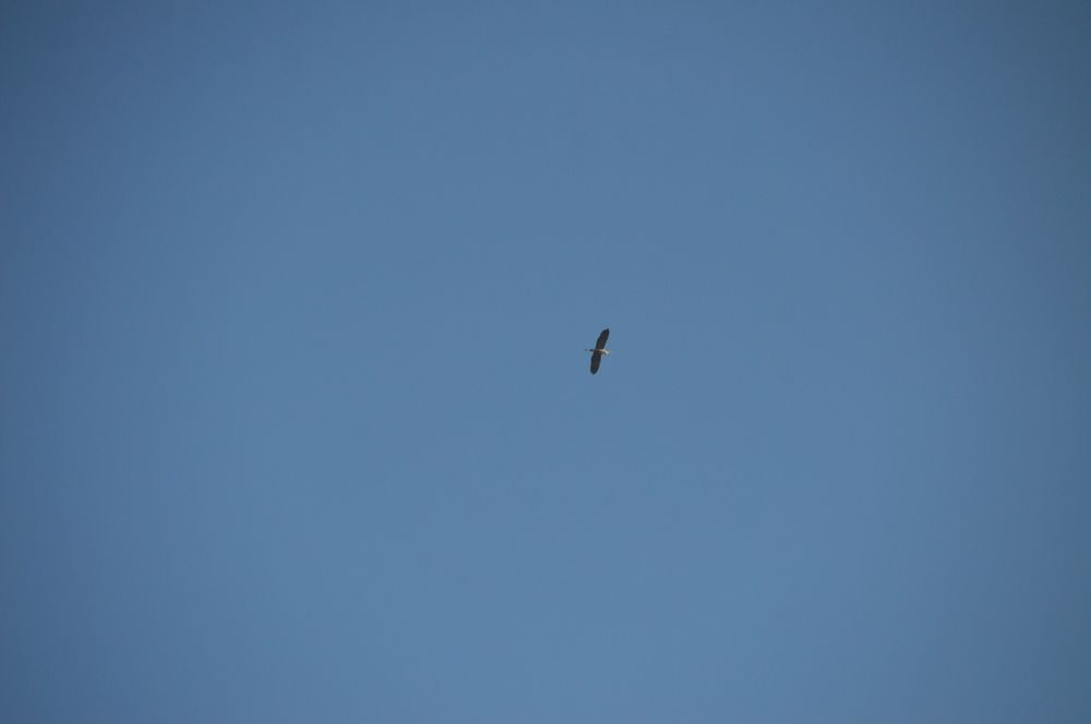 Фотография автора Drago Ilisinovic