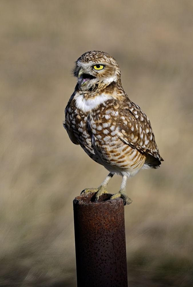 Photograph by Morring David