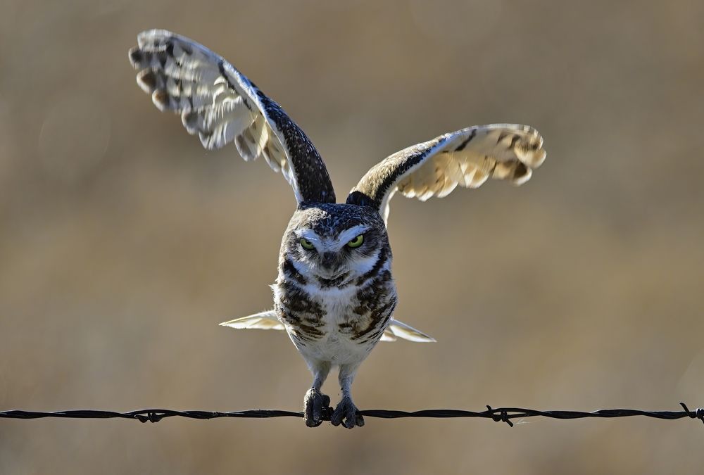 Photograph by Morring David