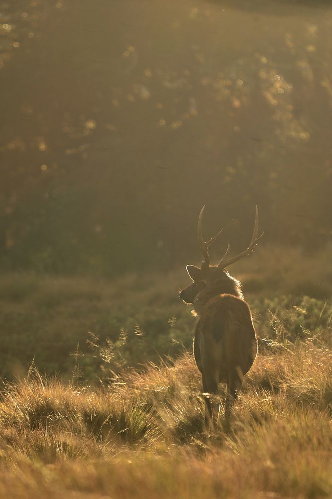 Photograph by Gayan Lasantha U.G.