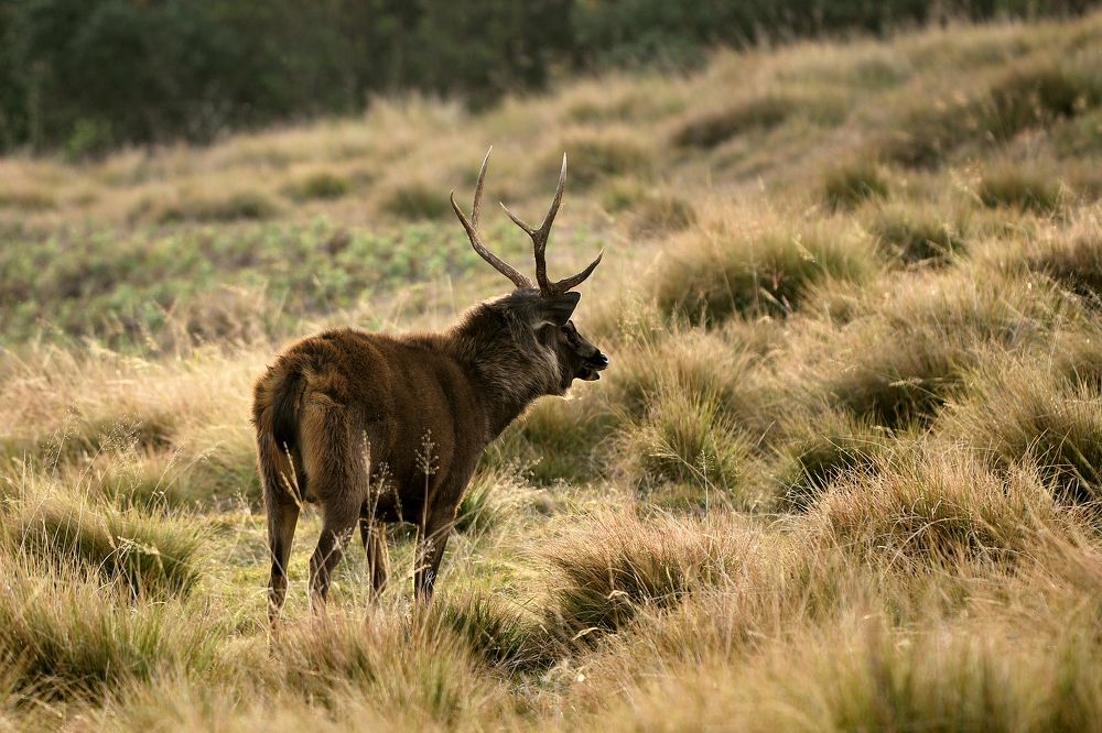 Photograph by Gayan Lasantha U.G.