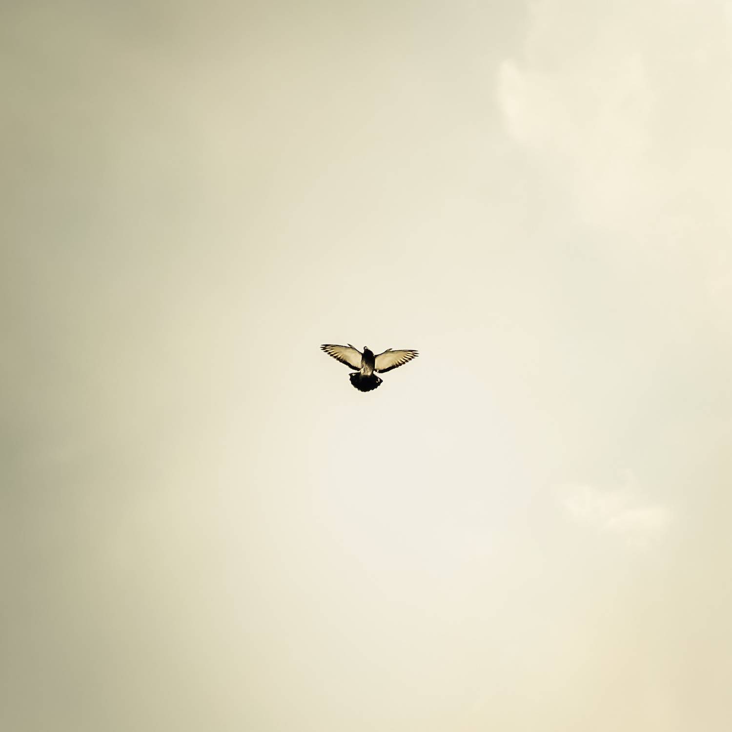 Photo #7207029