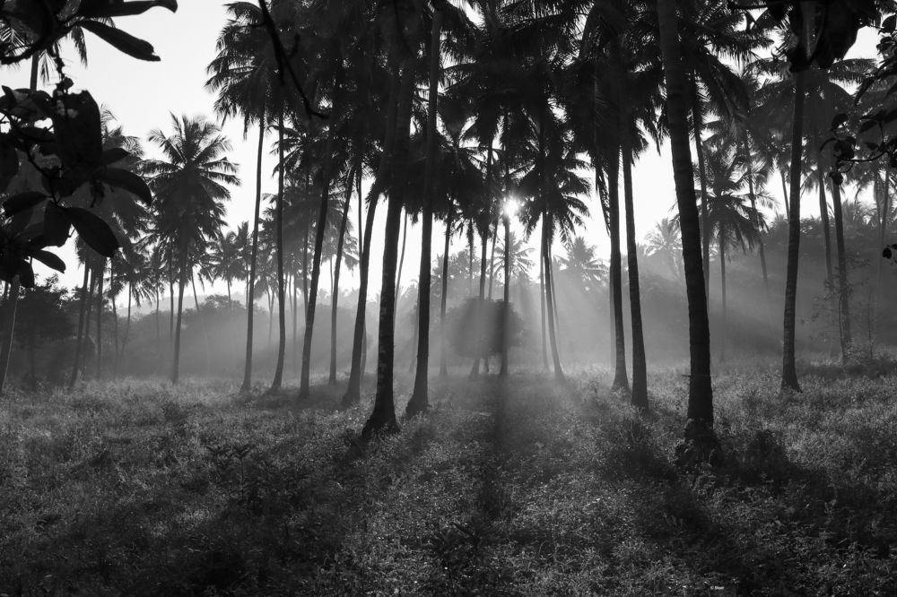 Photograph by Nurul BASHAR ABDUL MAJEETH