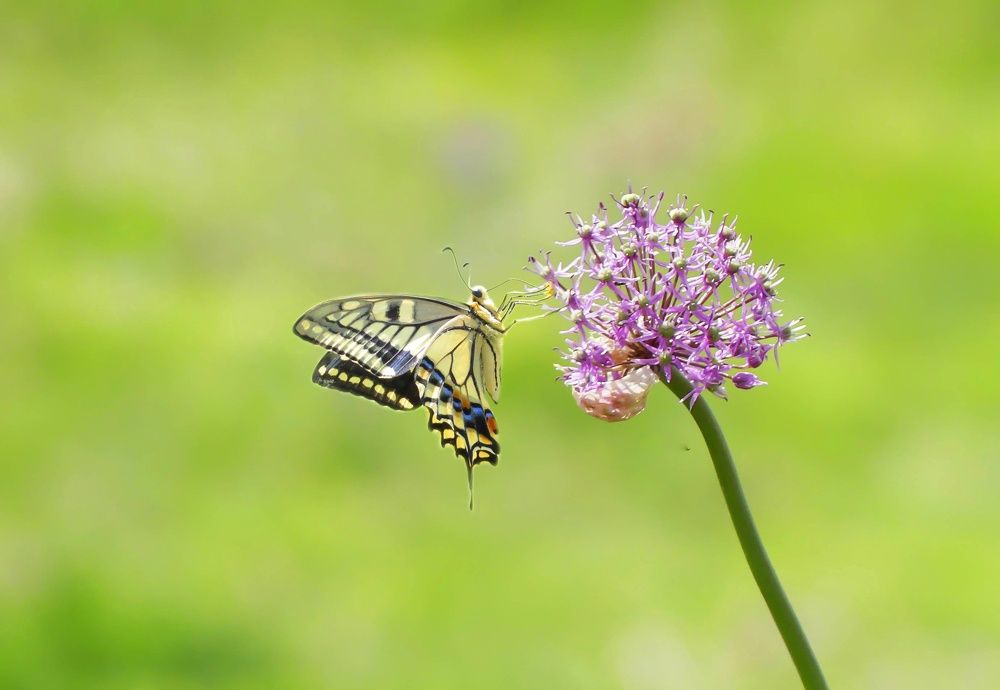 Photograph by ali bakhshi