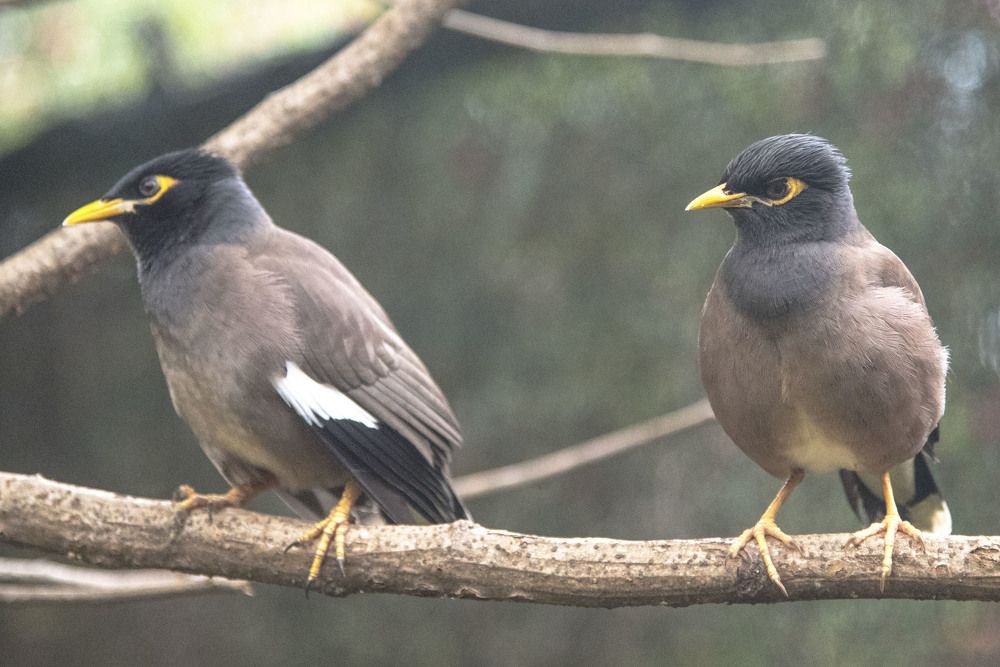 A pair of starlings