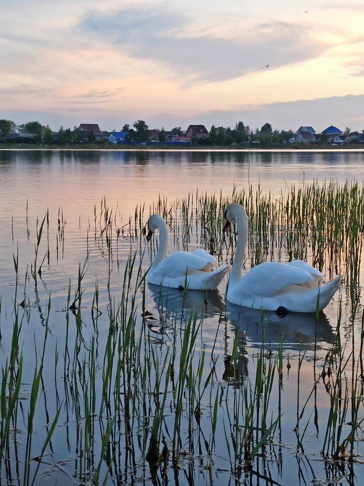 Photograph by Галина Мицевич