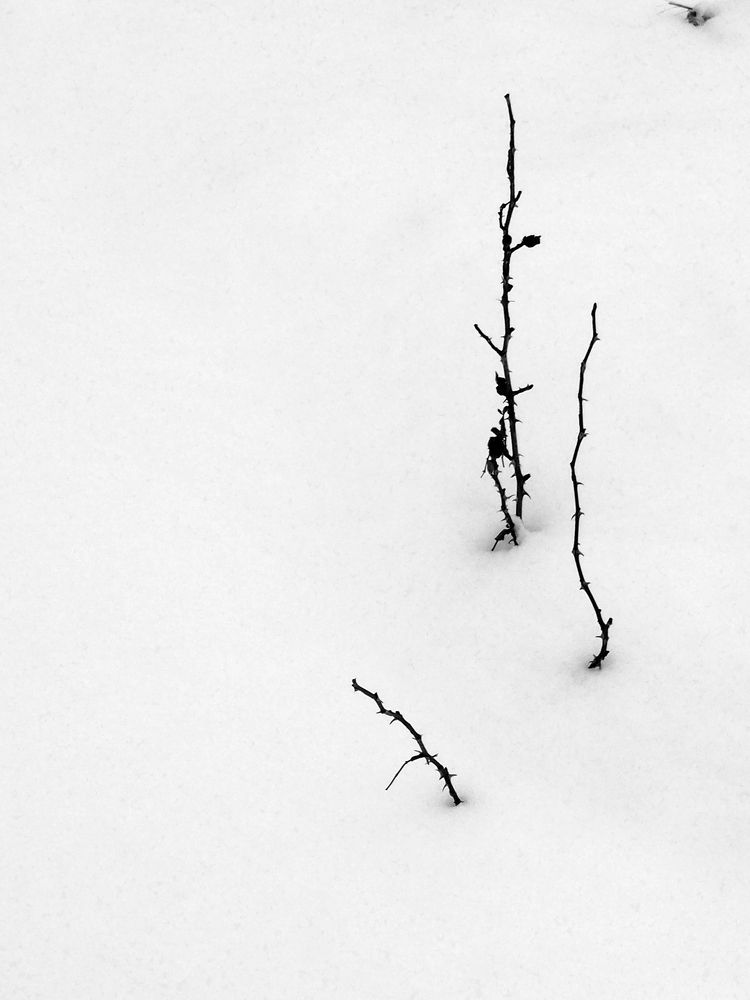 Photograph by Abdolreza Aleagha