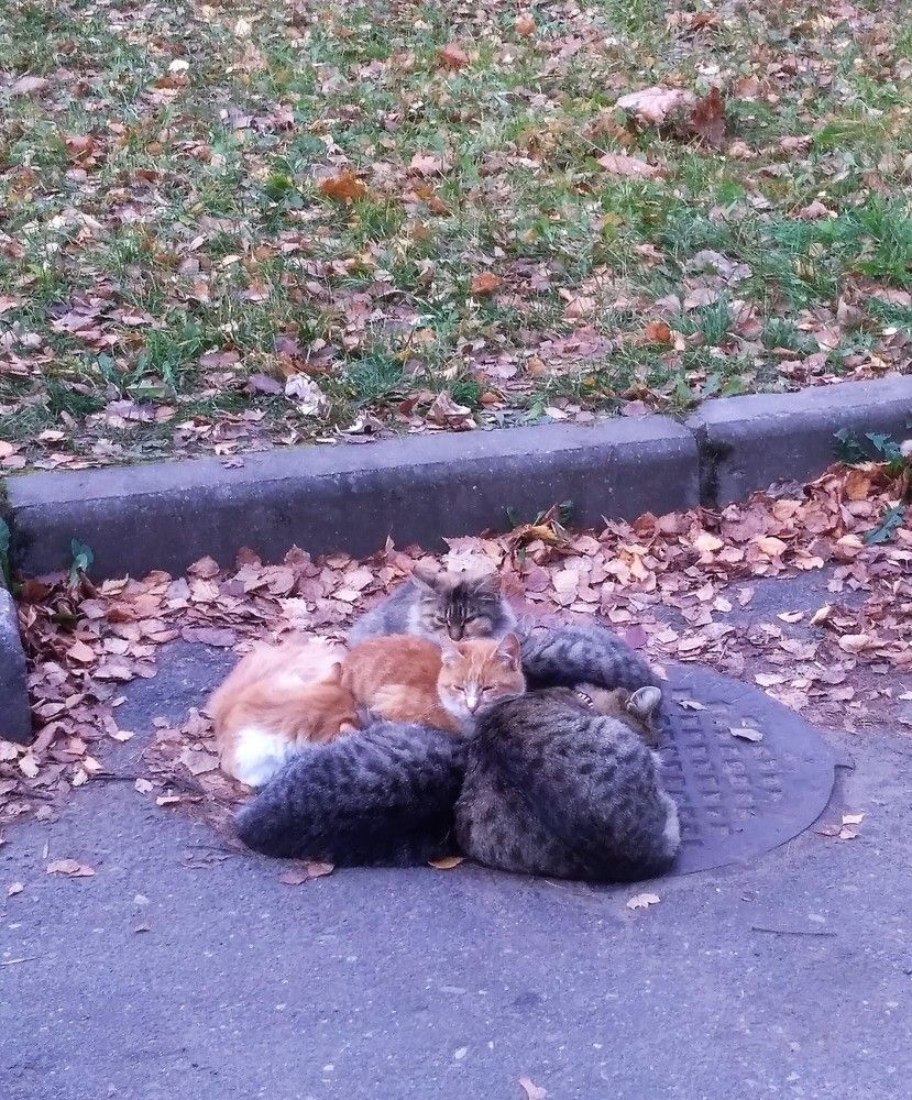 Фотография автора Ирина Лукьянчик