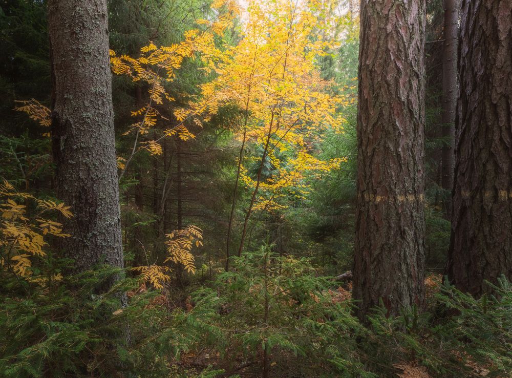 Линдуловская роща
