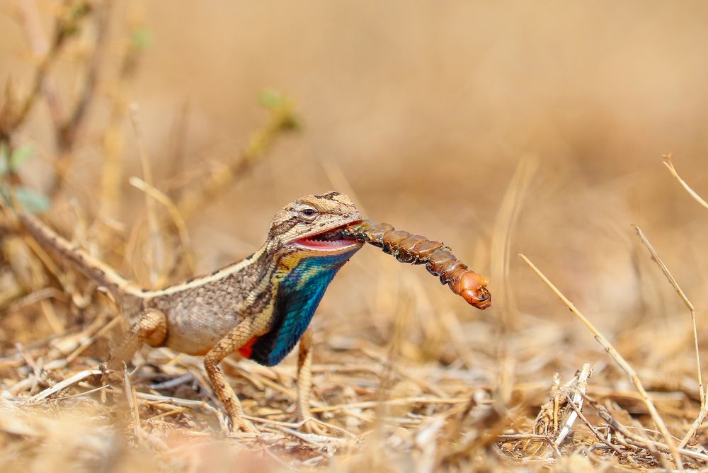 Crunchy lunch.