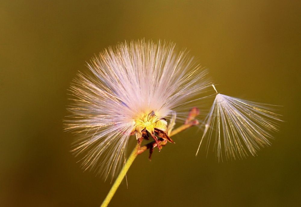 Два прекрасных веера
