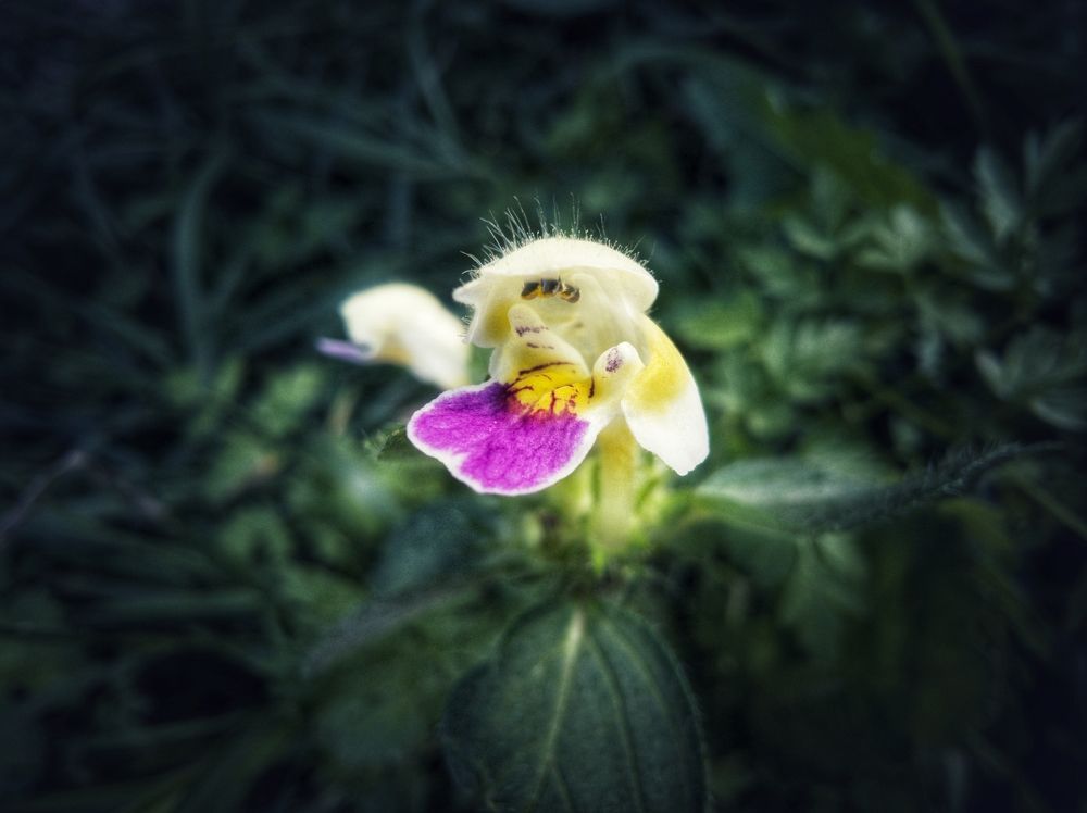 Photograph by Кузьма Чупин