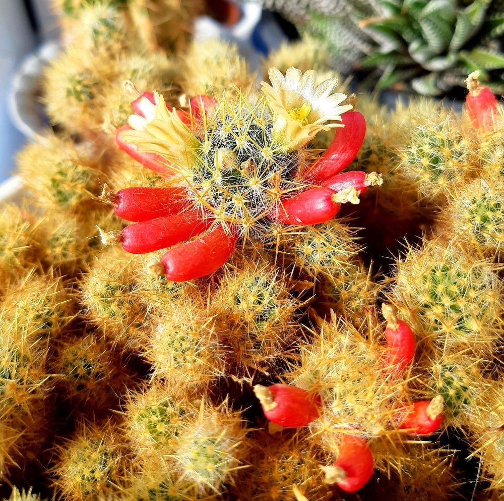 Фотография автора Ирина Лукьянчик