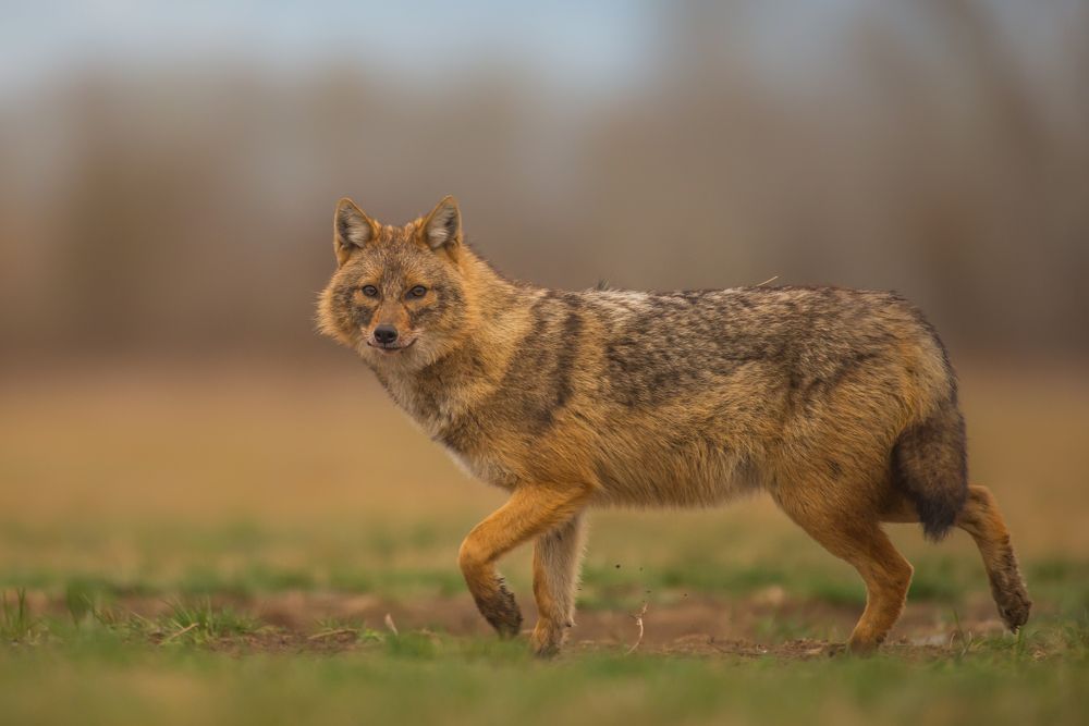 The golden jackal