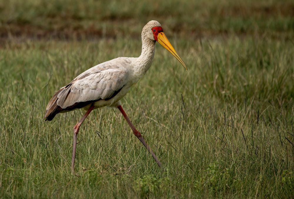 Photograph by Sergey Puponin