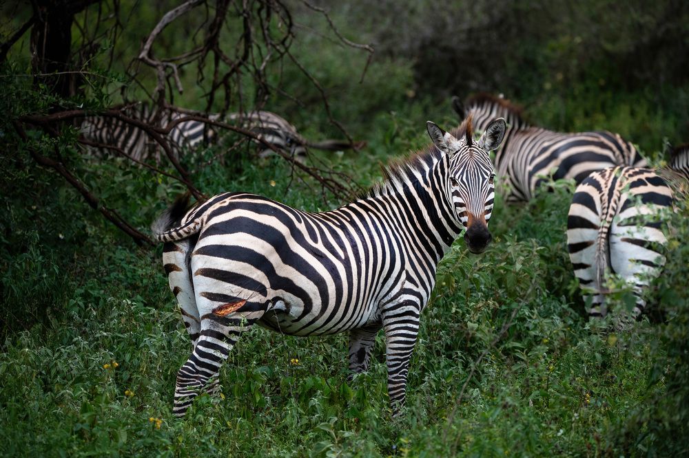 Photograph by Sergey Puponin