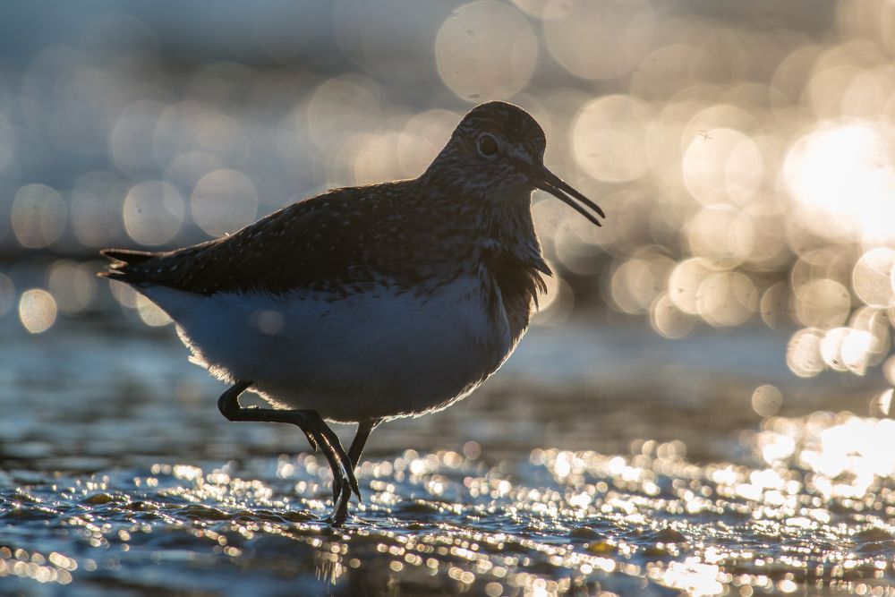 Photograph by Slavisa Tomanovic