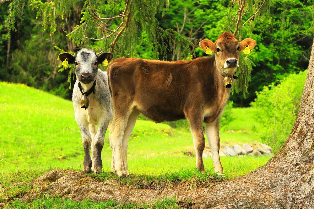 Фотография автора Alevtyna Ponamareva