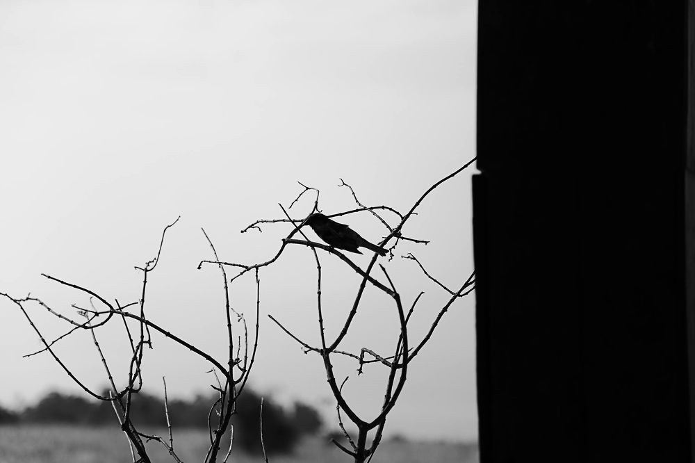 Photograph by marianna chechik