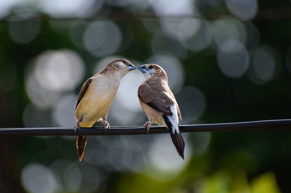 Photograph by Ahmad Shuvo