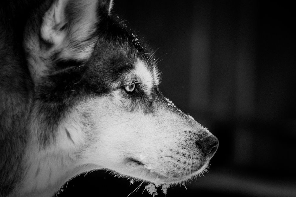 Photograph by Слащилина Нина