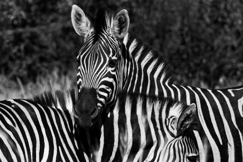 Photograph by Слащилина Нина