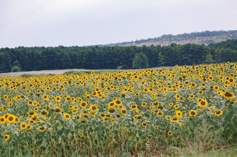 Photograph by Ирада Селиванова