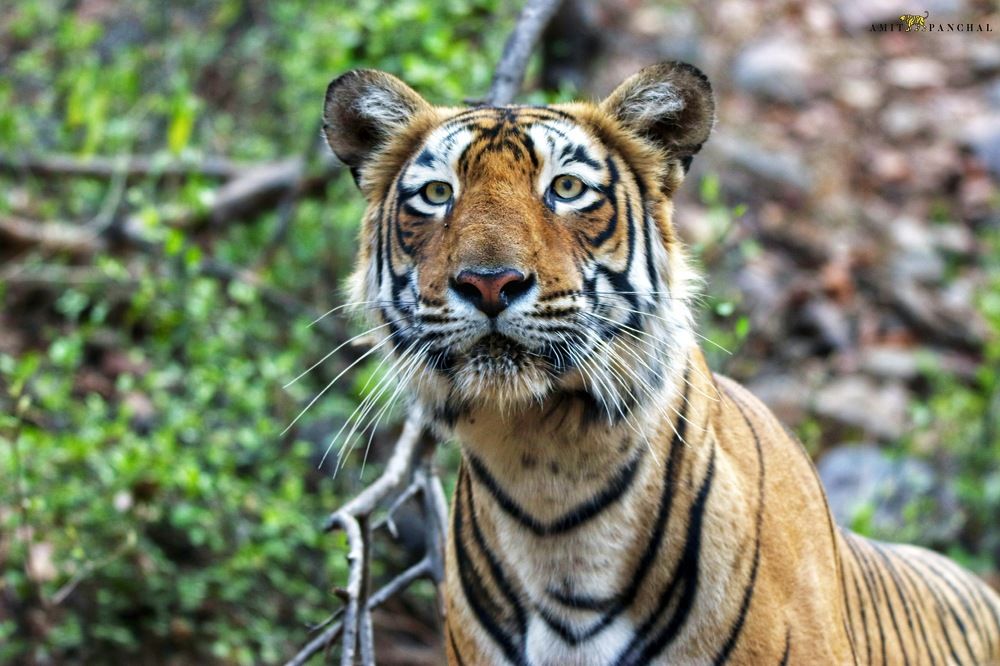 Фотография автора Amit Panchal