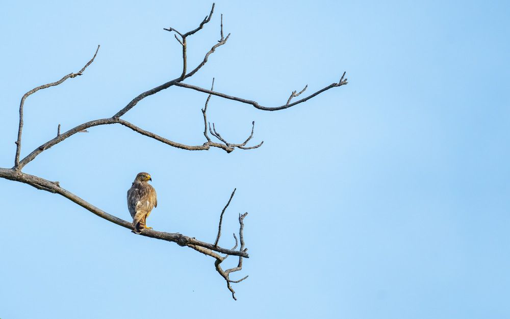 Photograph by Nitin Baste