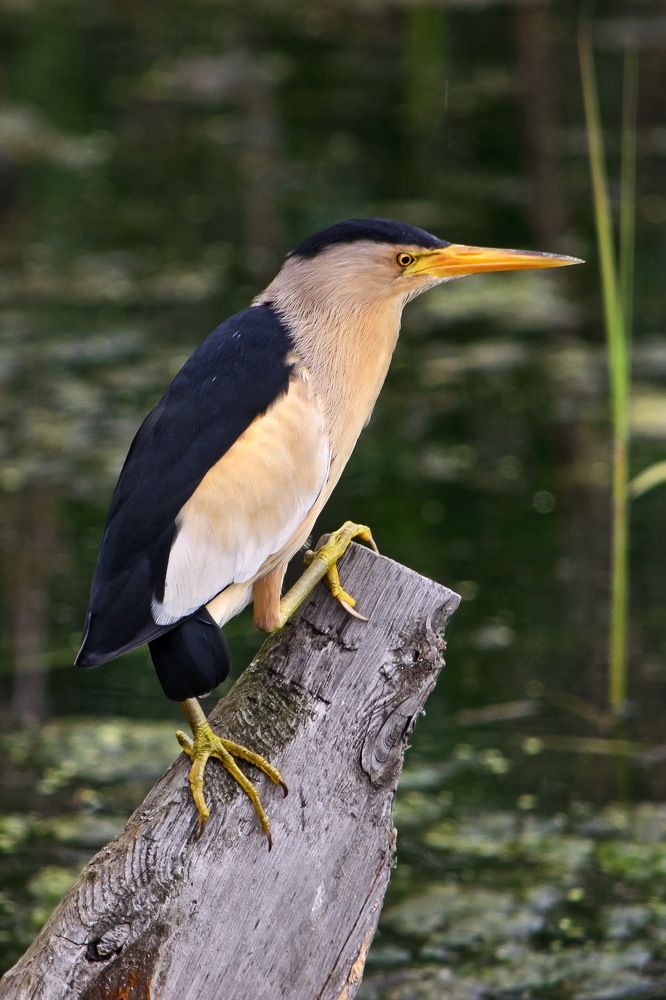 Photograph by Оксана Маховская