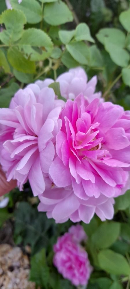 Северная роза