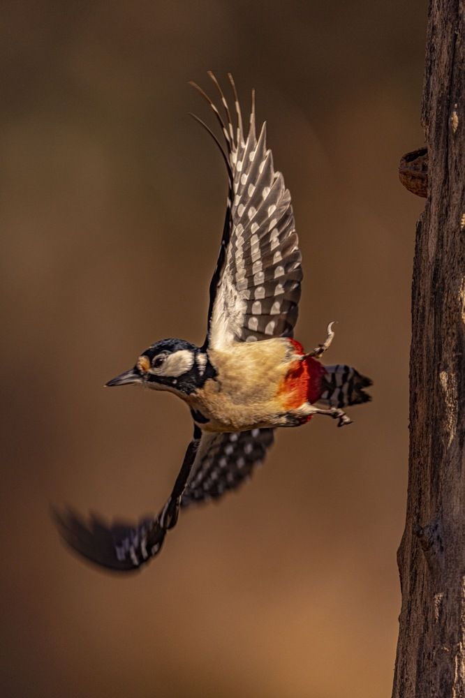 Photograph by Claudio GENNARI