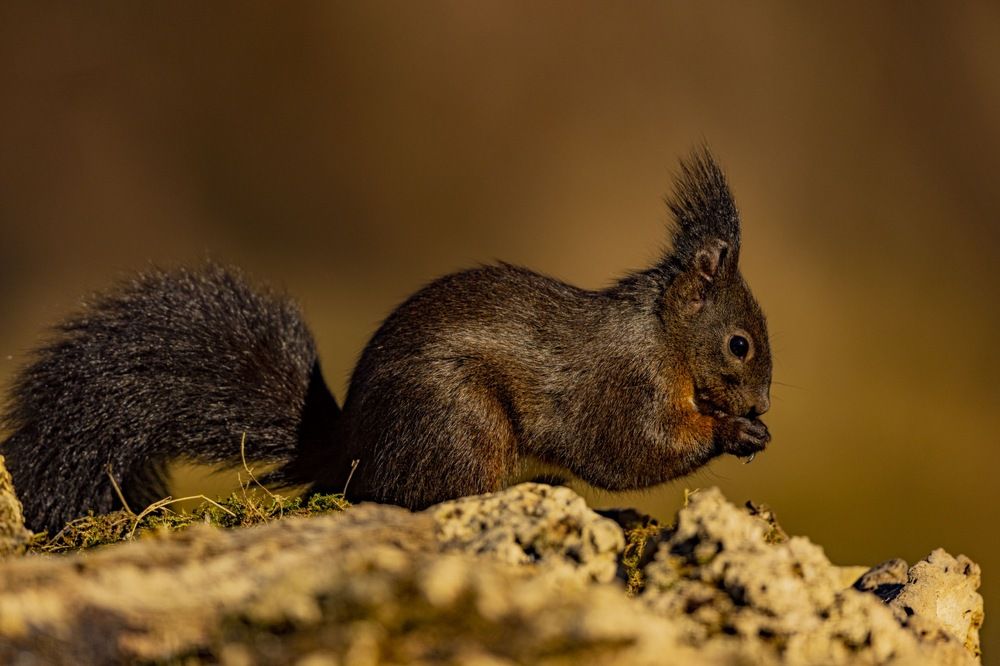 Photograph by Claudio GENNARI