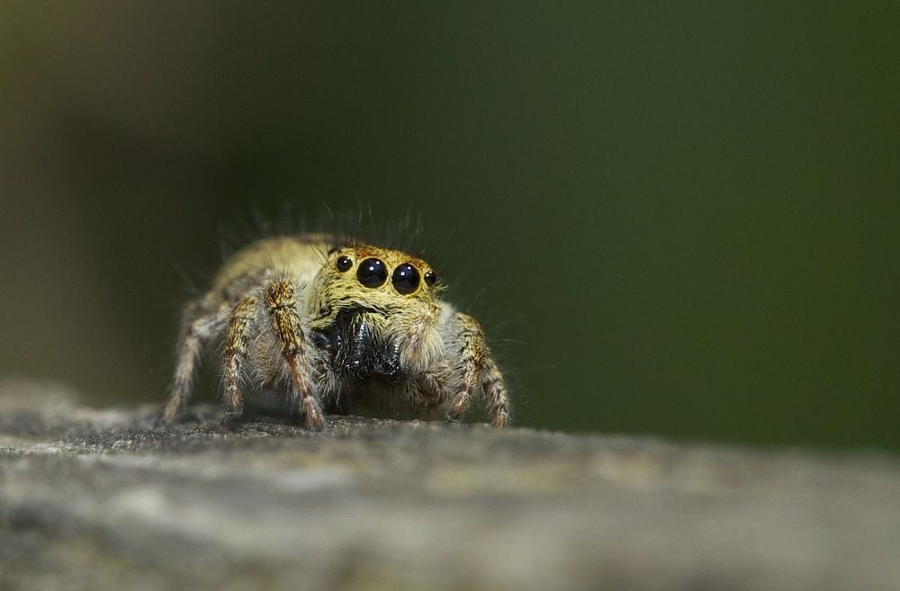 Photograph by Claudio GENNARI